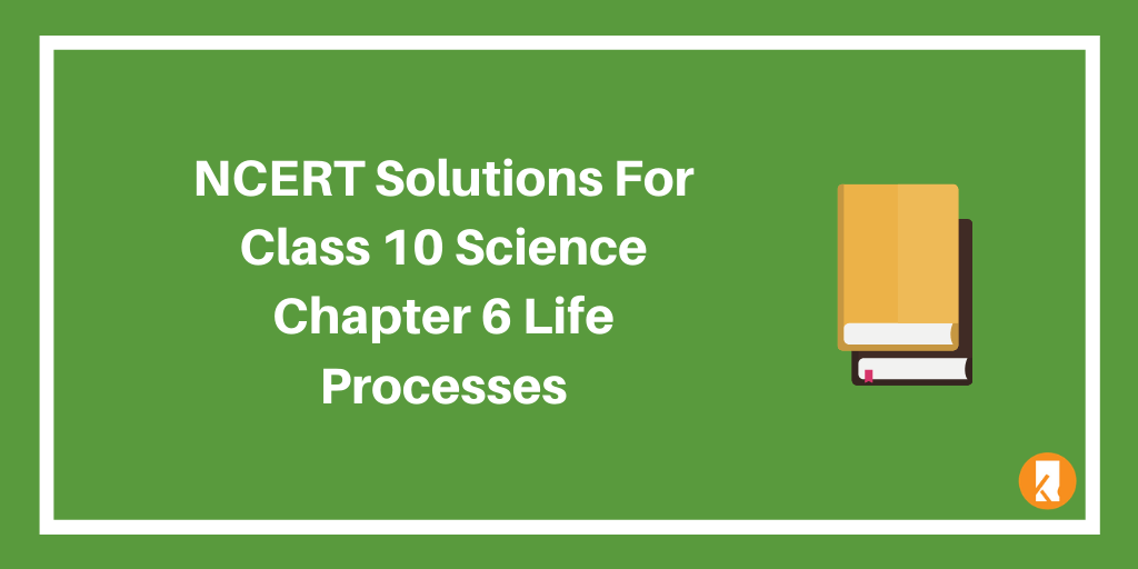 NCERT Solutions For Class 10 Science Chapter 6 Life Processes
