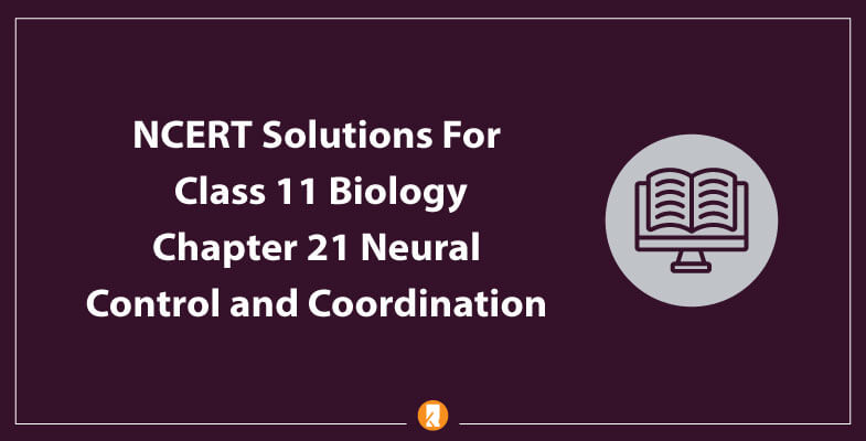 NCERT-Solutions-For-Class-11-Biology-Chapter-21-Neural-Control-and-Coordination