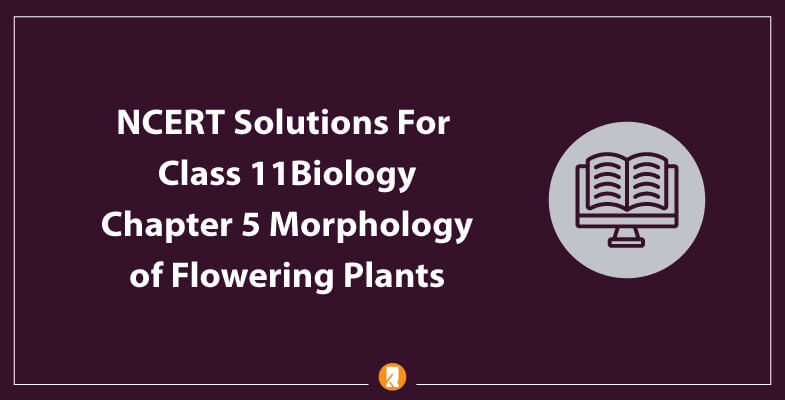 NCERT-Solutions-For-Class-11-Biology-Chapter-5-Morphology-of-Flowering-Plants