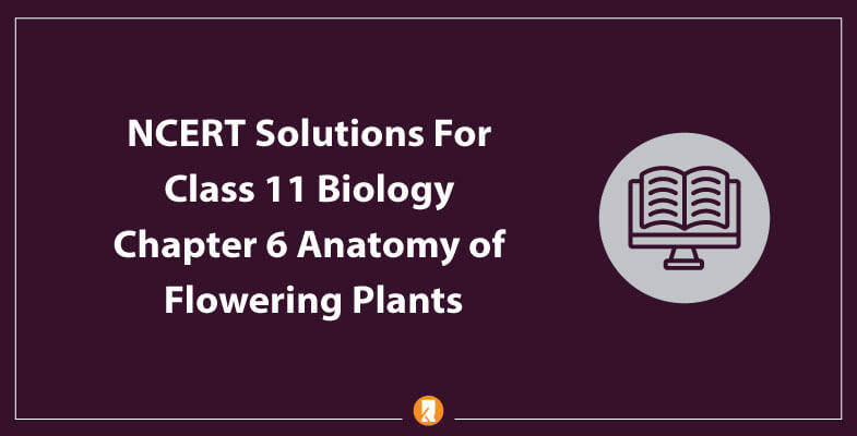 NCERT-SolutioNCERT-Solutions-For-Class-11-Biology-Chapter-6-Anatomy-of-Flowering-Plantsns-For-Class-11-Biology-Chapter-6-Anatomy-of-Flowering-Plants